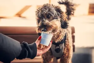 A person holds a small cup for a dog, who is licking from it while standing outside.