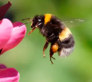 A close-up of a bumblebee in flight near a pink flower, with a green blurred background.