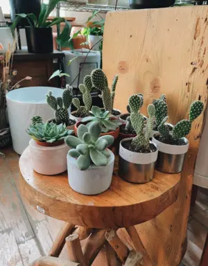 A group of small potted succulents and cacti arranged on a round wooden stool indoors.