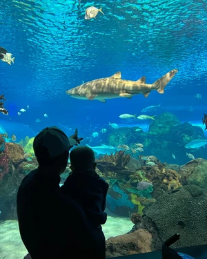 An adult and child watch a large shark swim in a brightly lit aquarium tank.