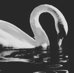 A swan gracefully dips its head toward the water, creating gentle ripples, in a black and white image.